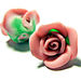 Rose_rose_bicolore